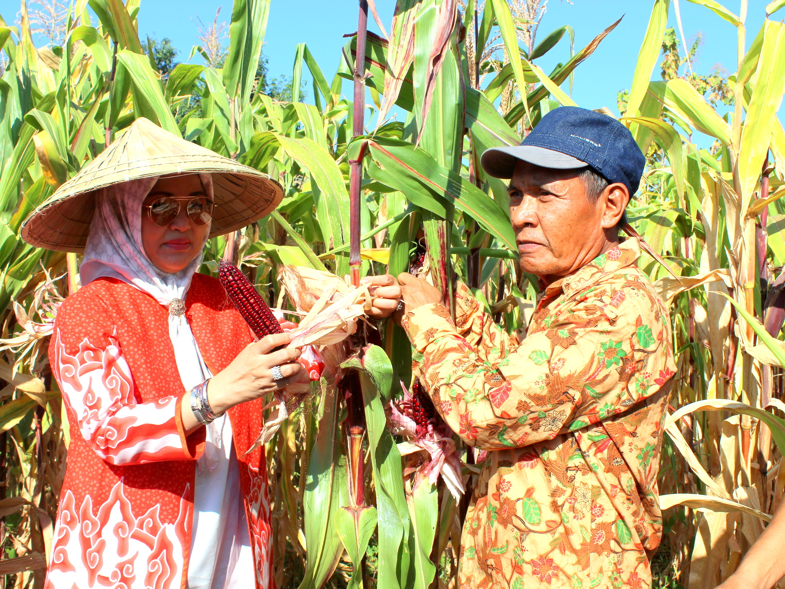 Unhas Panen Perdana Benih Jagung Ungu, Hasil Inovasi Fakultas Pertanian